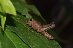 Pareusychius defurcus