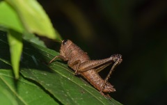 Pareusychius defurcus