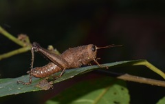 Pareusychius defurcus