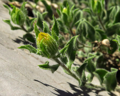 Heterotheca hirsuta