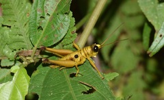 Ommatolampis perspicillata