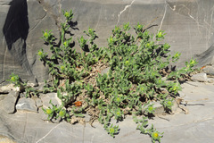 Heterotheca hirsuta