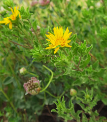 Heterotheca hirsuta