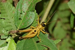 Ommatolampis perspicillata