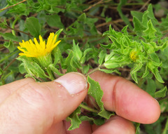 Heterotheca hirsuta