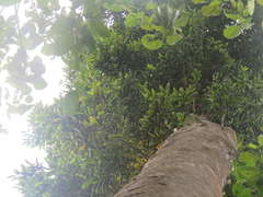 Dacryodes excelsa