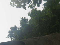 Dacryodes excelsa