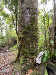 Dacryodes excelsa