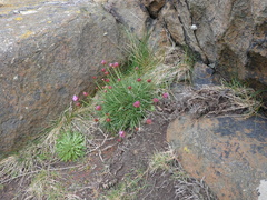 Armeria maritima maritima