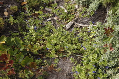 Lysimachia arvensis caerulea