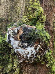 Dacryodes excelsa