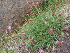 Armeria maritima maritima