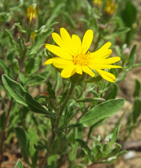 Heterotheca schneideri