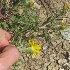 Heterotheca schneideri