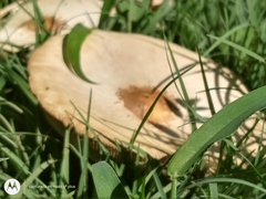 Chlorophyllum molybdites