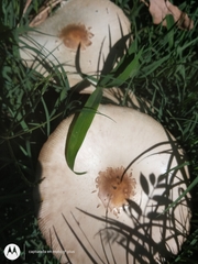 Chlorophyllum molybdites