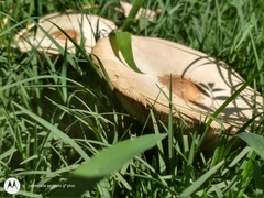 Chlorophyllum molybdites