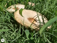 Chlorophyllum molybdites