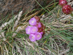 Armeria maritima maritima