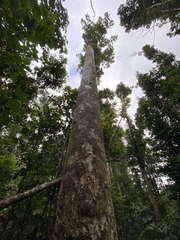 Dacryodes excelsa