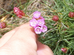 Armeria maritima maritima