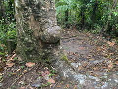 Dacryodes excelsa