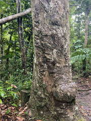 Dacryodes excelsa