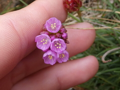 Armeria maritima maritima