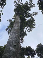 Dacryodes excelsa