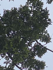 Dacryodes excelsa