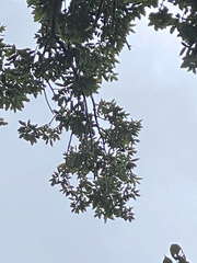 Dacryodes excelsa