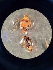 Peltodytes edentulus