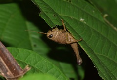 Pareusychius defurcus