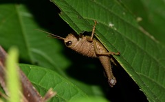 Pareusychius defurcus