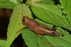 Pareusychius defurcus