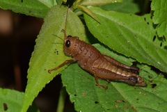 Pareusychius defurcus