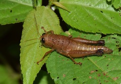 Pareusychius defurcus