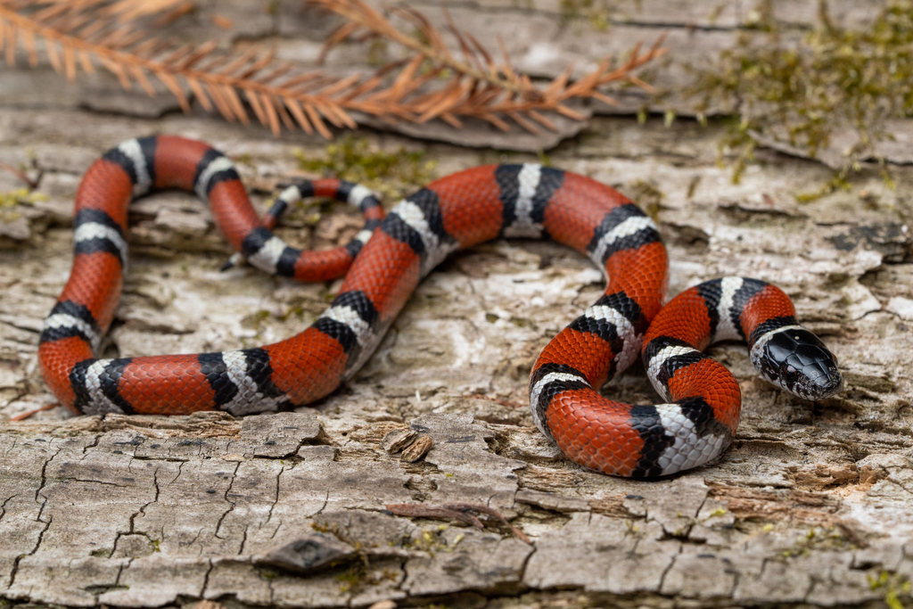 Western Milksnake in February 2022 by evangrimes. lifer 