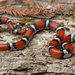 Western Milksnake - Photo (c) evangrimes, some rights reserved (CC BY), uploaded by evangrimes