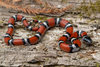 Lampropeltis triangulum - Photo (c) evangrimes, some rights reserved (CC BY), uploaded by evangrimes