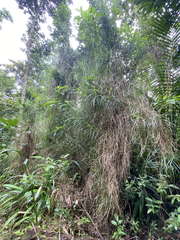 Scleria secans