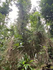 Scleria secans