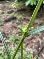 Scleria secans