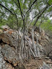 Ficus