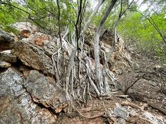 Ficus