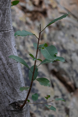 Ficus