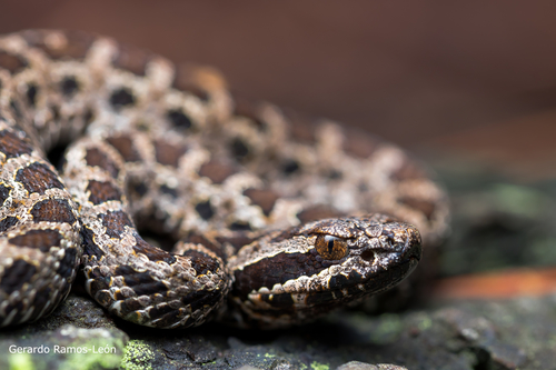 Campbell's Rattlesnake