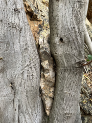 Ficus