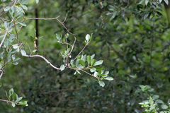 Ficus