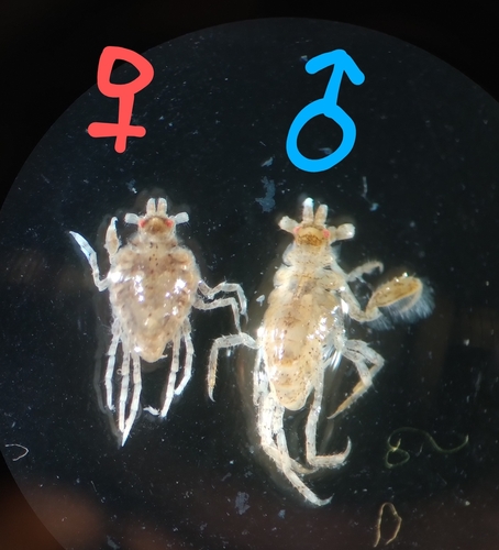 Podocerus brasiliensis observed 2022-02-18